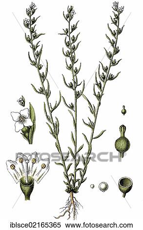 Alpine Bastard Toadflax (Thesium alpinum), medicinal and useful plant, chromolithograph, circa 1790 View Large Photo Image Stock Photography - Alpine Bastard Toadflax (Thesium alpinum), medicinal and useful plant, chromolithograph, circa 1790. Fotosearch