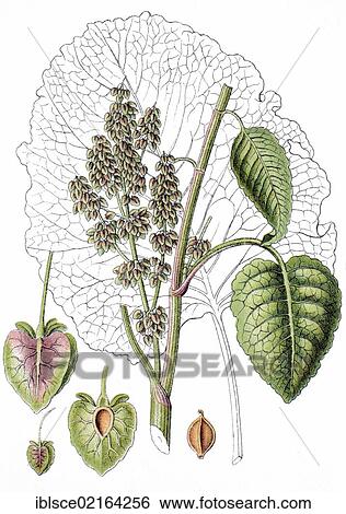 Alpine Dock (Rumex alpinus), medicinal plant, useful plant, chromolithography, circa 1870 View Large Photo Image Stock Photograph - Alpine Dock (Rumex alpinus), medicinal plant, useful plant, chromolithography, circa 1870. Fotosearch