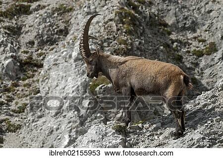 Alpine Ibex (Capra ibex), Mondscheinspitze Mountain, Karwendel Mountains, Tyrol, Austria, Europe View Large Photo Image Stock Image - Alpine Ibex (Capra ibex), Mondscheinspitze Mountain, Karwendel Mountains, Tyrol, Austria, Europe. Fotosearch