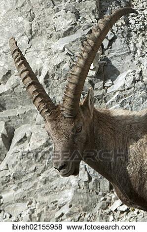 Stock Photo - Alpine Ibex (Capra ibex), Mondscheinspitze Mountain, Karwendel Mountains, Tyrol, Austria, Europe. Fotosearch