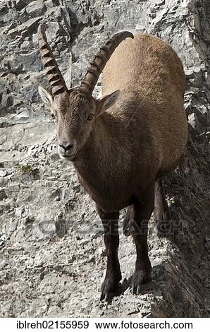 Stock Photo - Alpine Ibex (Capra ibex), Mondscheinspitze Mountain, Karwendel Mountains, Tyrol, Austria, Europe. Fotosearch