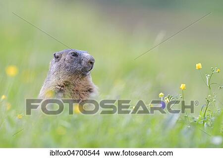 Alpine Marmot (Marmota marmota), upright in blossoming meadow, animal portrait, Tyrol, Austria, Europe View Large Photo Image Picture - Alpine Marmot (Marmota marmota), upright in blossoming meadow, animal portrait, Tyrol, Austria, Europe. Fotosearch