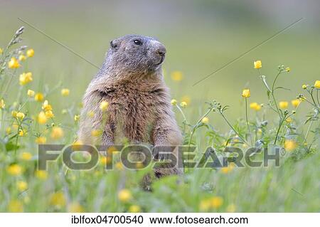 Alpine Marmot (Marmota marmota), upright in blooming meadow, Tyrol, Austria, Europe View Large Photo Image Stock Image - Alpine Marmot (Marmota marmota), upright in blooming meadow, Tyrol, Austria, Europe. Fotosearch