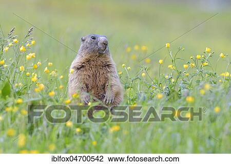 Alpine Marmot (Marmota marmota), upright in blooming meadow, Tyrol, Austria, Europe View Large Photo Image Stock Image - Alpine Marmot (Marmota marmota), upright in blooming meadow, Tyrol, Austria, Europe. Fotosearch