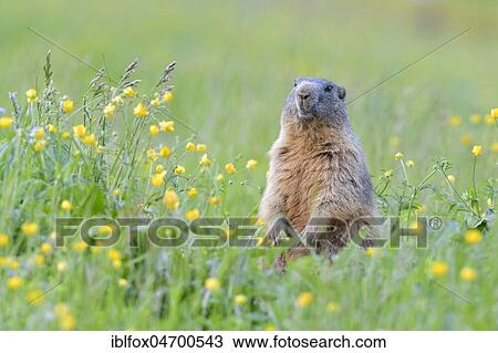 Alpine Marmot (Marmota marmota), upright in blooming meadow, Tyrol, Austria, Europe View Large Photo Image Stock Image - Alpine Marmot (Marmota marmota), upright in blooming meadow, Tyrol, Austria, Europe. Fotosearch