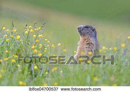 Alpine Marmot (Marmota marmota), upright in blooming meadow, Tyrol, Austria, Europe View Large Photo Image Stock Photo - Alpine Marmot (Marmota marmota), upright in blooming meadow, Tyrol, Austria, Europe. Fotosearch