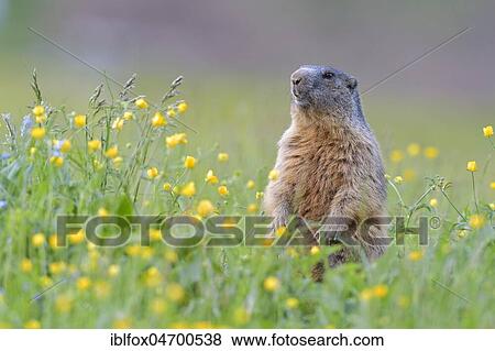 Alpine Marmot (Marmota marmota), upright in blooming meadow, Tyrol, Austria, Europe View Large Photo Image Stock Photo - Alpine Marmot (Marmota marmota), upright in blooming meadow, Tyrol, Austria, Europe. Fotosearch
