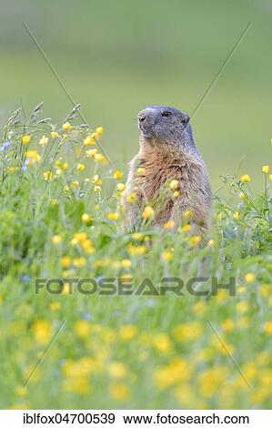 Alpine Marmot (Marmota marmota), upright in blooming meadow, Tyrol, Austria, Europe View Large Photo Image Stock Photo - Alpine Marmot (Marmota marmota), upright in blooming meadow, Tyrol, Austria, Europe. Fotosearch