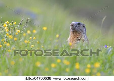 Alpine Marmot (Marmota marmota), upright in blossoming meadow, animal portrait, Tyrol, Austria, Europe View Large Photo Image Stock Photograph - Alpine Marmot (Marmota marmota), upright in blossoming meadow, animal portrait, Tyrol, Austria, Europe. Fotosearch