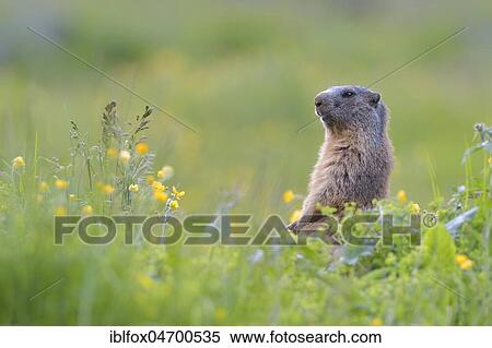 Stock Photography - Alpine Marmot (Marmota marmota), upright in blooming meadow, Tyrol, Austria, Europe. Fotosearch