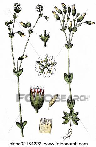 Stock Image - Alsine dubia pallens, medicinal plant, crop plant, chromolithography, about 1870. Fotosearch