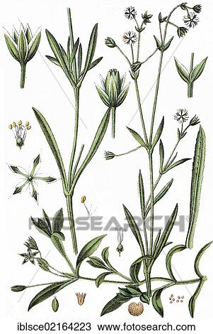 Stock Image - Alsine friesiana on the left, bog sandwort (Alsine uliginosa) on the right, medicinal plants, crop plants, chromolithography, about 1870. Fotosearch