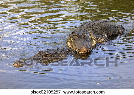 American Alligator (Alligator mississippiensis), adults mating, copula, in the water, Florida, USA, North America View Large Photo Image Stock Photo - American Alligator (Alligator mississippiensis), adults mating, copula, in the water, Florida, USA, North America. Fotosearch