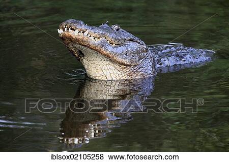 American Alligator (Alligator mississippiensis), adult male, performing a courtship display in the water, Florida, USA, North America View Large Photo Image Stock Photo - American Alligator (Alligator mississippiensis), adult male, performing a courtship display in the water, Florida, USA, North America. Fotosearch