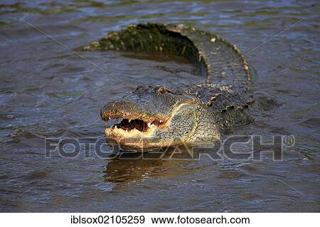 American Alligator (Alligator mississippiensis), adult in the water, Florida, USA, North America View Large Photo Image Stock Photo - American Alligator (Alligator mississippiensis), adult in the water, Florida, USA, North America. Fotosearch