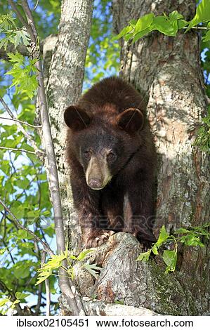 American black bear (Ursus americanus), young on tree, Minnesota, USA, North America View Large Photo Image Stock Image - American black bear (Ursus americanus), young on tree, Minnesota, USA, North America. Fotosearch