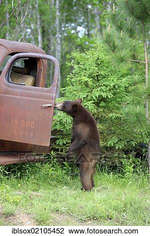 Stock Image - American black bear (Ursus americanus), cub, standing upright at car wreck, Minnesota, USA, North America. Fotosearch