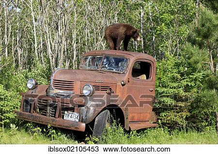Stock Image - American black bear (Ursus americanus), cub on car roof, car wreck, Minnesota, USA, North America. Fotosearch