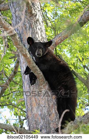 Stock Photo - American black bear (Ursus americanus), cub climbing on tree, Minnesota, USA, North America. Fotosearch