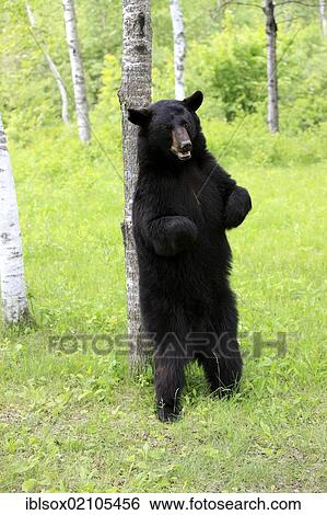 American black bear (Ursus americanus), adult, standing upright, scratching at tree, Minnesota, USA, North America View Large Photo Image Stock Photograph - American black bear (Ursus americanus), adult, standing upright, scratching at tree, Minnesota, USA, North America. Fotosearch