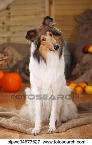 American Collie, bitch, sable-white, sitting, faithful look, decorated in autumn View Large Photo Image Stock Photo - American Collie, bitch, sable-white, sitting, faithful look, decorated in autumn. Fotosearch