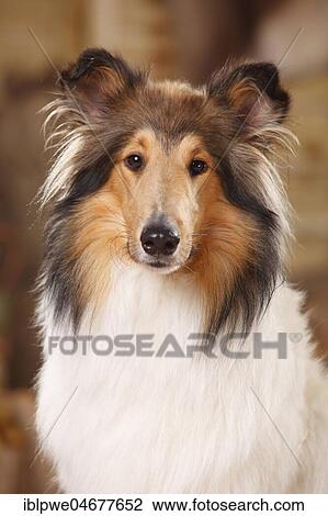 American Collie, female, sable-white, sitting, animal portrait View Large Photo Image Stock Image - American Collie, female, sable-white, sitting, animal portrait. Fotosearch