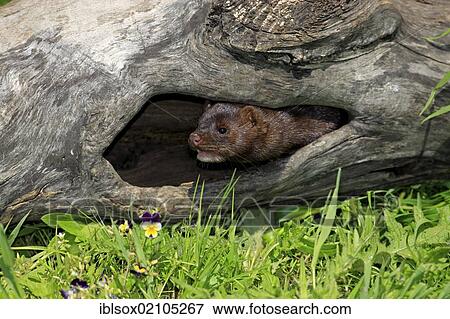 Stock Photo - American Mink (Neovison vison, Mustela vison), adult in its den, Minnesota, USA, North America. Fotosearch