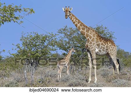 Picture - Angolan giraffes (Giraffa camelopardalis angolensis), mother with animal baby, Etosha National Park, Namibia, Africa. Fotosearch
