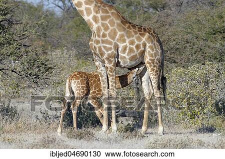 Angolan giraffes (Giraffa camelopardalis angolensis), mother suckling her baby, Etosha National Park, Namibia, Africa View Large Photo Image Stock Image - Angolan giraffes (Giraffa camelopardalis angolensis), mother suckling her baby, Etosha National Park, Namibia, Africa. Fotosearch