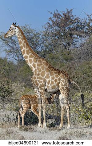 Angolan giraffes (Giraffa camelopardalis angolensis), mother suckling her baby, Etosha National Park, Namibia, Africa View Large Photo Image Stock Image - Angolan giraffes (Giraffa camelopardalis angolensis), mother suckling her baby, Etosha National Park, Namibia, Africa. Fotosearch