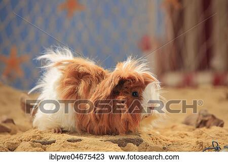 Angora guinea pig, red-white, in the sand, summer beach decoration View Large Photo Image Stock Image - Angora guinea pig, red-white, in the sand, summer beach decoration. Fotosearch