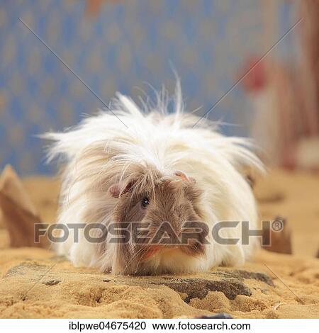 Angora guinea pig, slateblue-gold-white, in the sand, summer beach decoration View Large Photo Image Stock Image - Angora guinea pig, slateblue-gold-white, in the sand, summer beach decoration. Fotosearch