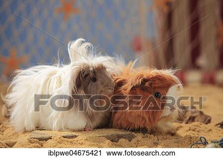 Angora guinea pigs, slateblue-gold-white and red-white, two animals in the sand, summer beach decoration View Large Photo Image Stock Image - Angora guinea pigs, slateblue-gold-white and red-white, two animals in the sand, summer beach decoration. Fotosearch