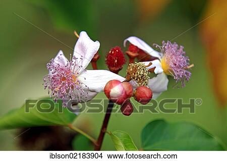 Annatto, Achiote or Lipstick Tree (Bixa orellana), blossoms, Nosy Be, Madagascar, Africa View Large Photo Image Picture - Annatto, Achiote or Lipstick Tree (Bixa orellana), blossoms, Nosy Be, Madagascar, Africa. Fotosearch