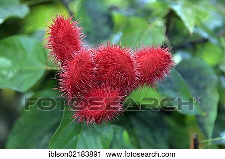 Stock Image - Annatto, Achiote or Lipstick Tree (Bixa orellana), fruit, Nosy Be, Madagascar, Africa. Fotosearch