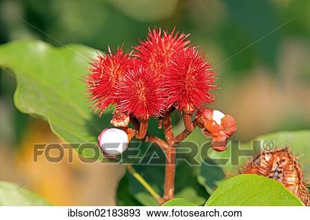 Stock Image - Annatto, Achiote or Lipstick Tree (Bixa orellana), fruit, Nosy Be, Madagascar, Africa. Fotosearch