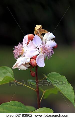 Annatto, Achiote or Lipstick Tree (Bixa orellana), blossoms, Nosy Be, Madagascar, Africa View Large Photo Image Stock Image - Annatto, Achiote or Lipstick Tree (Bixa orellana), blossoms, Nosy Be, Madagascar, Africa. Fotosearch