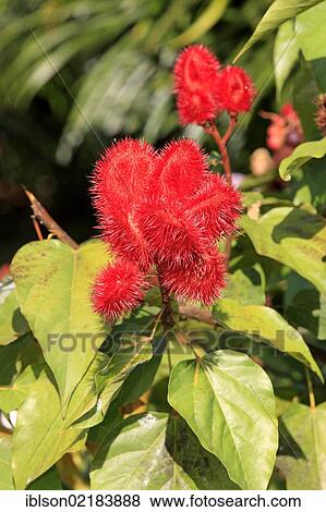 Annatto, Achiote or Lipstick Tree (Bixa orellana), fruit, Nosy Be, Madagascar, Africa View Large Photo Image Stock Photo - Annatto, Achiote or Lipstick Tree (Bixa orellana), fruit, Nosy Be, Madagascar, Africa. Fotosearch