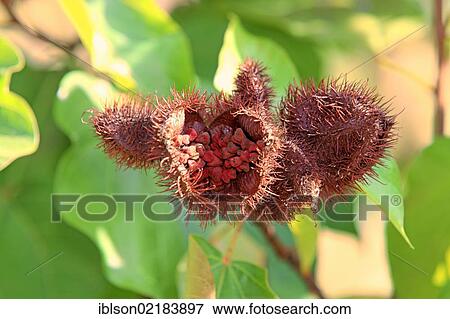 Annatto, Achiote or Lipstick Tree (Bixa orellana), fruit, Nosy Be, Madagascar, Africa View Large Photo Image Stock Photo - Annatto, Achiote or Lipstick Tree (Bixa orellana), fruit, Nosy Be, Madagascar, Africa. Fotosearch