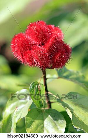 Annatto, Achiote or Lipstick Tree (Bixa orellana), fruit, Nosy Be, Madagascar, Africa View Large Photo Image Stock Photo - Annatto, Achiote or Lipstick Tree (Bixa orellana), fruit, Nosy Be, Madagascar, Africa. Fotosearch