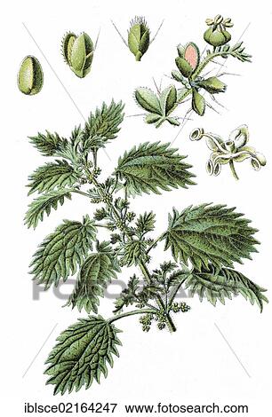 Annual Nettle or Dwarf Nettle (Urtica urens), medicinal plant, useful plant, chromolithography, circa 1870 View Large Photo Image Stock Photo - Annual Nettle or Dwarf Nettle (Urtica urens), medicinal plant, useful plant, chromolithography, circa 1870. Fotosearch