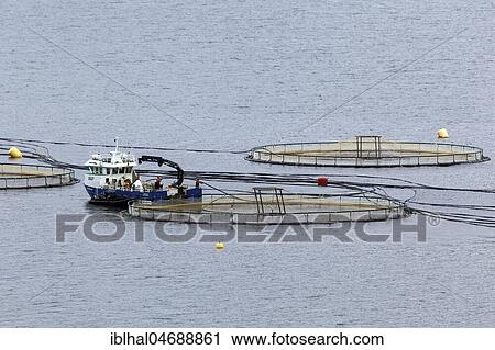 Aquaculture, Eastern Iceland, Iceland, Europe View Large Photo Image Stock Image - Aquaculture, Eastern Iceland, Iceland, Europe. Fotosearch