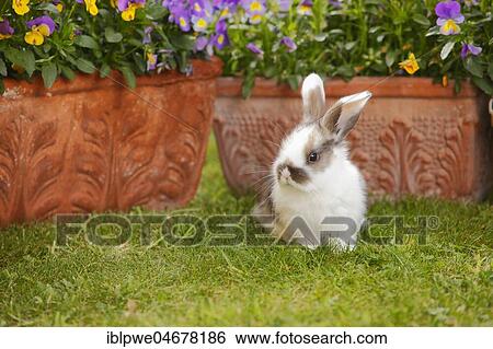 Aries rabbit, young, 5 weeks, sits in meadow in front of flower boxes with blooming flowers, spring motif View Large Photo Image Stock Photograph - Aries rabbit, young, 5 weeks, sits in meadow in front of flower boxes with blooming flowers, spring motif. Fotosearch