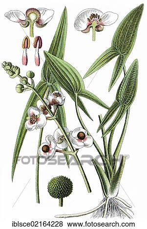 Arrowhead (Sagittaria sagittifolia), medicinal plant, crop plant, chromolithography, about 1870 View Large Photo Image Stock Photo - Arrowhead (Sagittaria sagittifolia), medicinal plant, crop plant, chromolithography, about 1870. Fotosearch