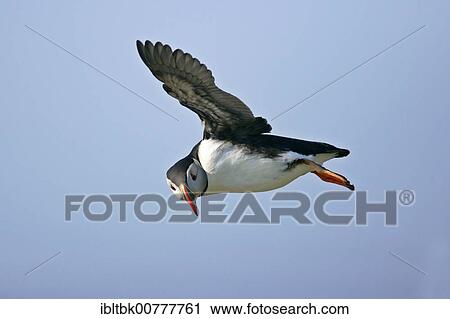 Atlantic Puffin or Common Puffin (Fratercula arctica), adult bird in flight, Sumburgh Head RSPB Reserve, South Mainland, Shetland Islands, Scotland, Great Britain View Large Photo Image Stock Image - Atlantic Puffin or Common Puffin (Fratercula arctica), adult bird in flight, Sumburgh Head RSPB Reserve, South Mainland, Shetland Islands, Scotland, Great Britain. Fotosearch