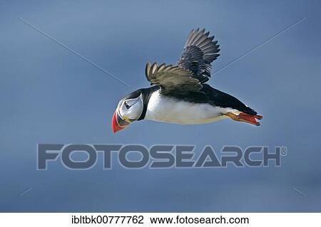 Atlantic Puffin or Common Puffin (Fratercula arctica), adult bird in flight, Sumburgh Head RSPB Reserve, South Mainland, Shetland Islands, Scotland, Great Britain View Large Photo Image Stock Image - Atlantic Puffin or Common Puffin (Fratercula arctica), adult bird in flight, Sumburgh Head RSPB Reserve, South Mainland, Shetland Islands, Scotland, Great Britain. Fotosearch