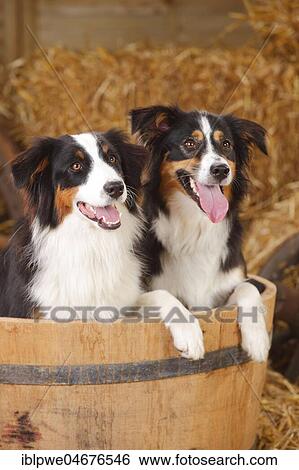 Australian Shepherd and Miniature Australian Shepherd, bitches, black-tri, Mini-Aussie, sitting in wooden barrel View Large Photo Image Stock Photograph - Australian Shepherd and Miniature Australian Shepherd, bitches, black-tri, Mini-Aussie, sitting in wooden barrel. Fotosearch