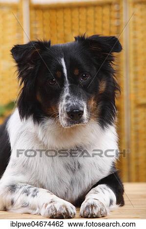 Stock Image - Australian Shepherd, animal portrait, lying. Fotosearch