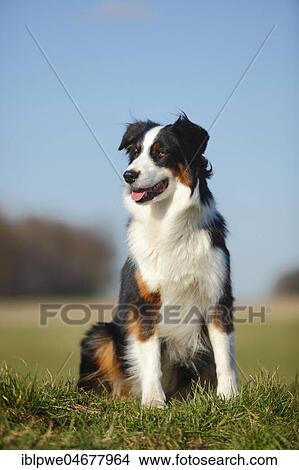 Australian Shepherd, bitch, black-tri, sitting in the grass View Large Photo Image Picture - Australian Shepherd, bitch, black-tri, sitting in the grass. Fotosearch