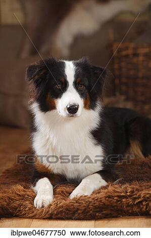 Australian Shepherd, bitch, black-tri, lying on coat, animal portrait View Large Photo Image Stock Image - Australian Shepherd, bitch, black-tri, lying on coat, animal portrait. Fotosearch